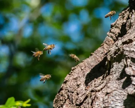 Why Protecting Honeybees Might Harm Other Pollinators